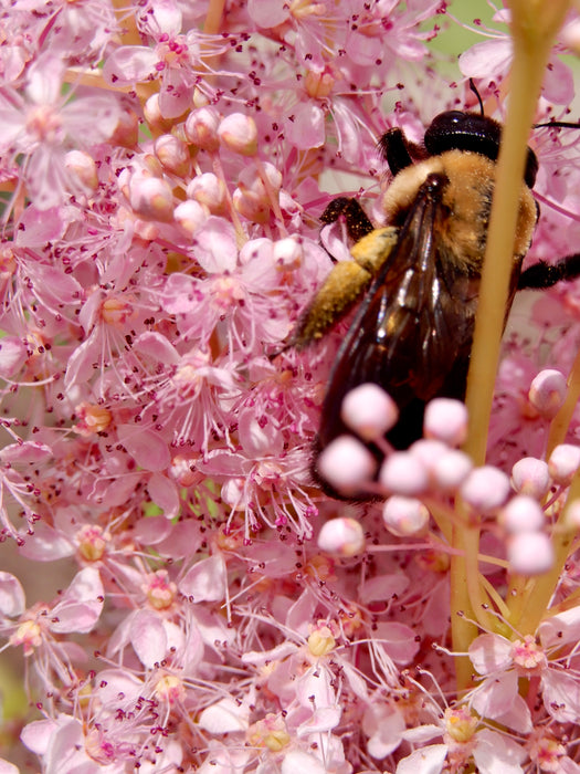 Queen of the Prairie (Filipendula rubra) 2x2x3" Pot