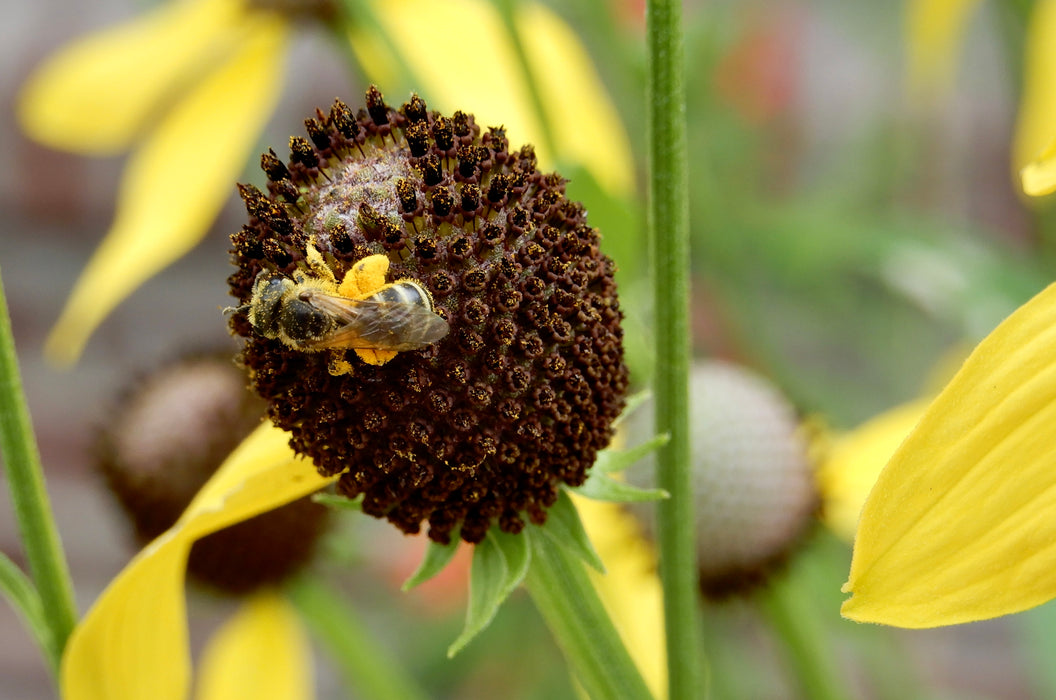 Yellow Coneflower (Ratibida pinnata) 1 GAL