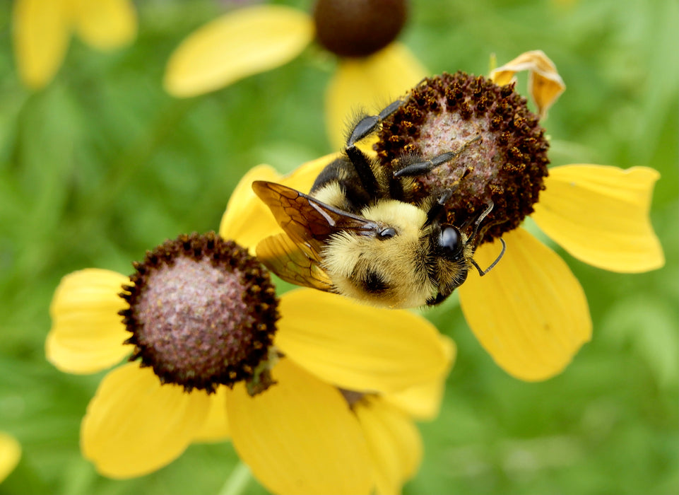 Yellow Coneflower (Ratibida pinnata) 1 GAL