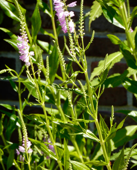 Seed Pack - Obedient Plant (Physostgia virginiana)