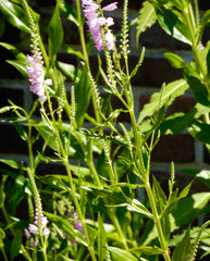 Seed Pack - Obedient Plant (Physostgia virginiana)