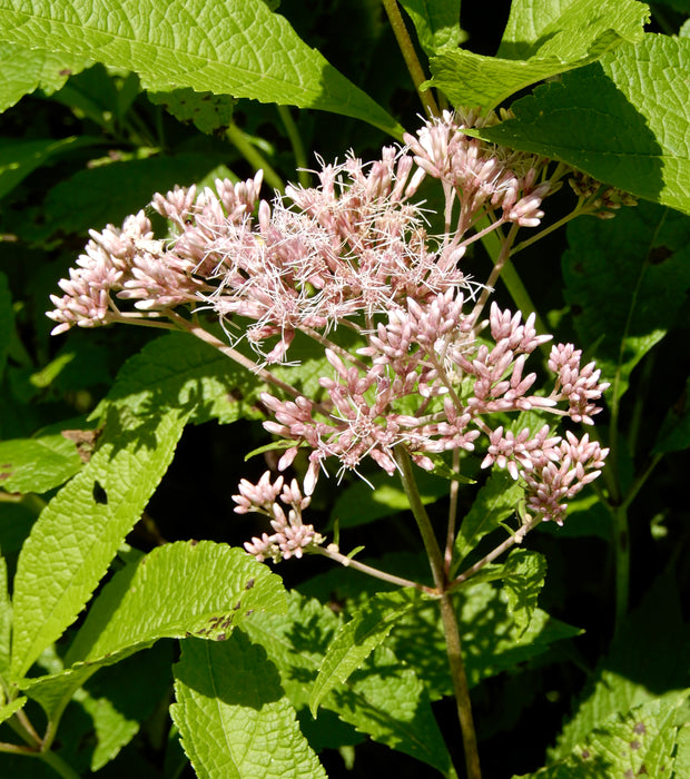 Hollow Joe-pye Weed (Eutrochium fistulosum) 2x2x3" Pot