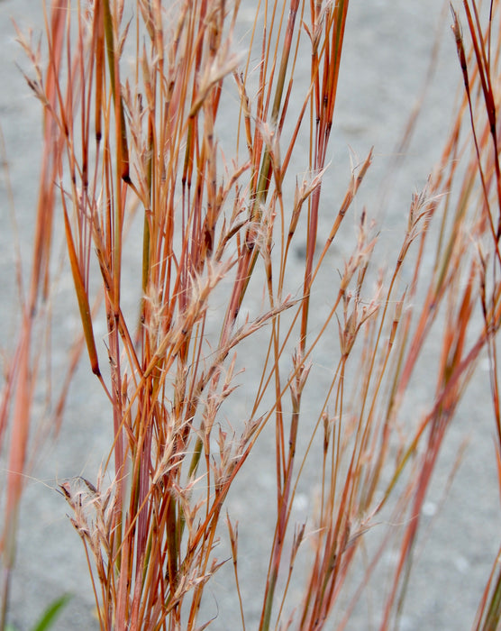 Little Bluestem (Schizachyrium scoparium) 2x2x3" Pot