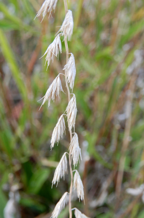 Side-oats Grama (Bouteloua curtipendula) 2x2x3" Pot