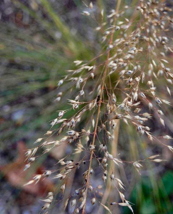 Prairie Dropseed (Sporobolus heterolepis) 2x2x3" Pot