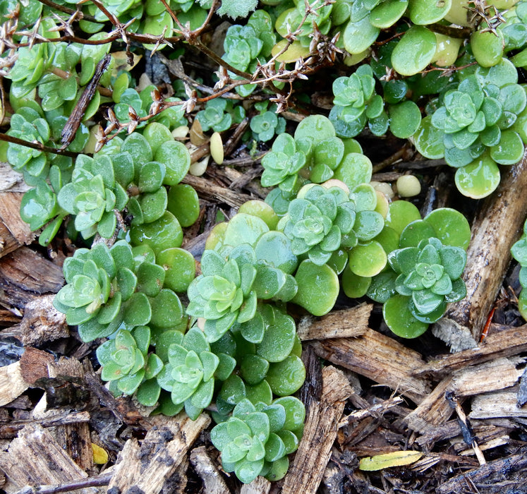 Woodland Stonecrop (Sedum ternatum) 2x2x3" Pot