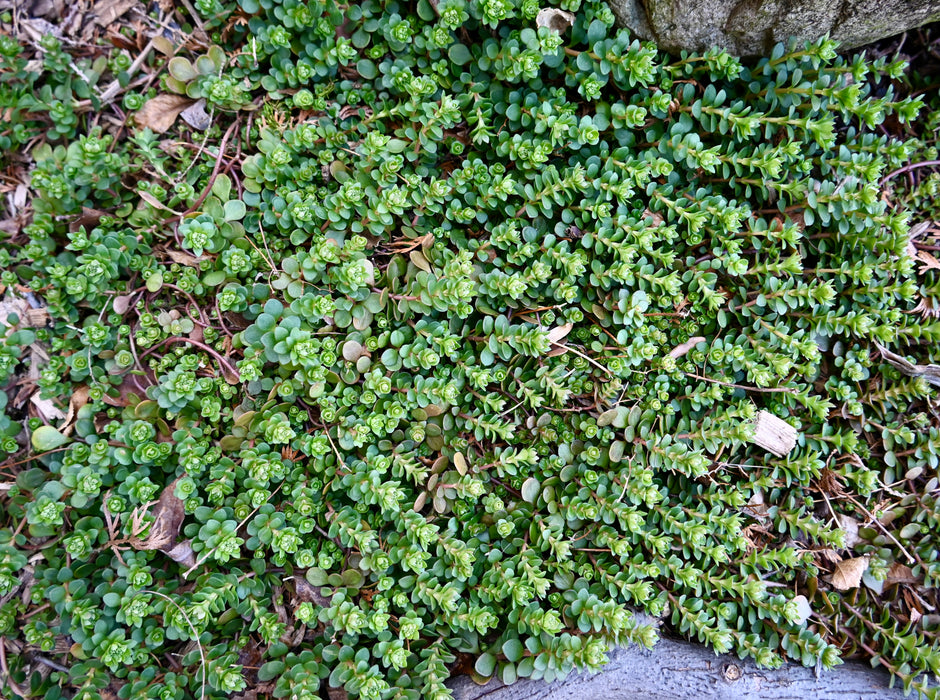 Woodland Stonecrop (Sedum ternatum) 2x2x3" Pot