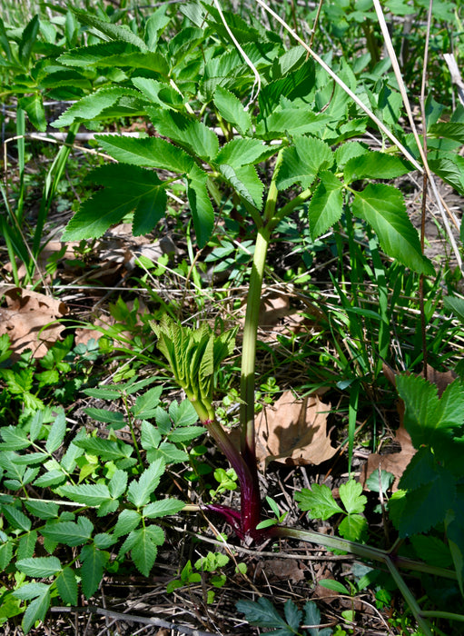 Great Angelica (Angelica atropurpurea) 2x2x3" Pot
