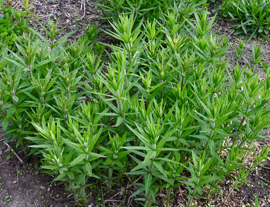 Culver's Root (Veronicastrum virginicum) 2x2x3" Pot