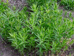 Culver's Root (Veronicastrum virginicum)