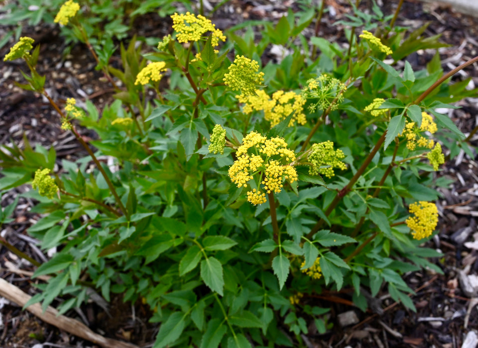 Golden Alexanders (Zizia aurea) 2x2x3" Pot