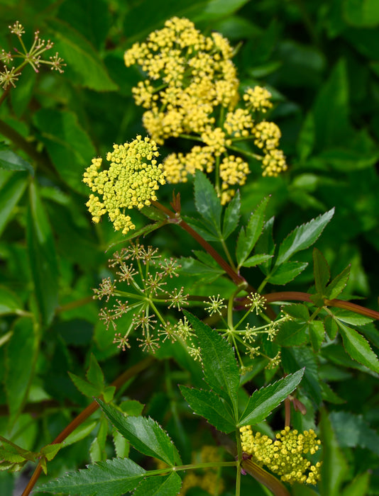 Golden Alexanders (Zizia aurea) 2x2x3" Pot