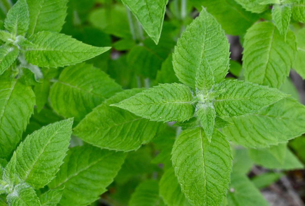 Hairy Wood Mint (Blephilia hirsuta) 2x2x3" Pot