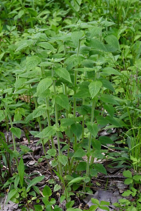 Hairy Wood Mint (Blephilia hirsuta) 2x2x3" Pot