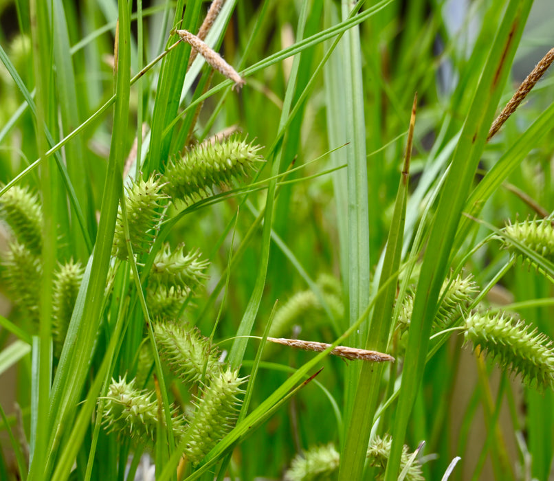 Porcupine Sedge (Carex hystericina) 2x2x3" Pot