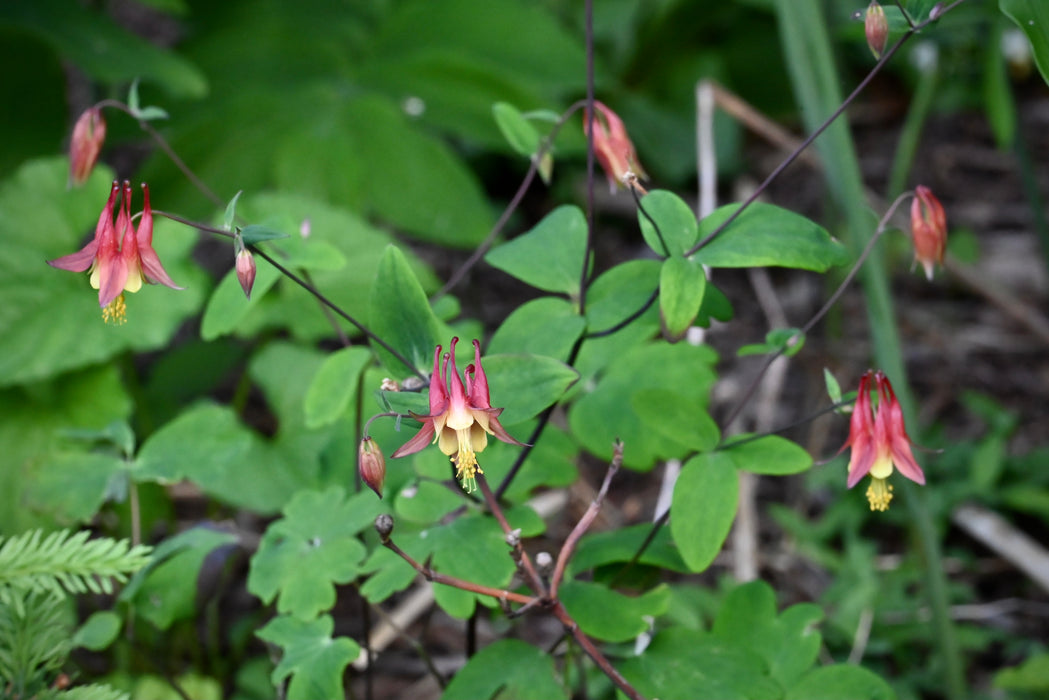 Columbine Roots Columbine (Aquilegia canadensis) BARE ROOT — Native Plants Unlimited LLC