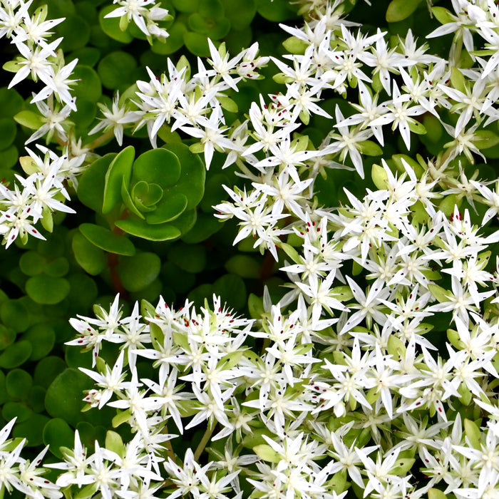 Woodland Stonecrop (Sedum ternatum) 2x2x3" Pot