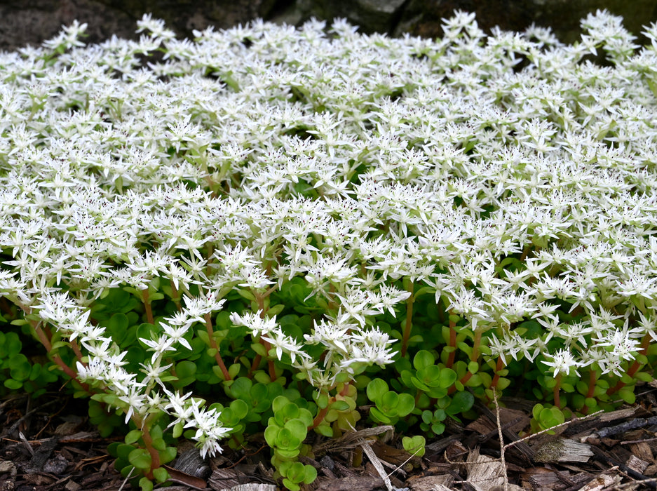 Woodland Stonecrop (Sedum ternatum) 2x2x3" Pot