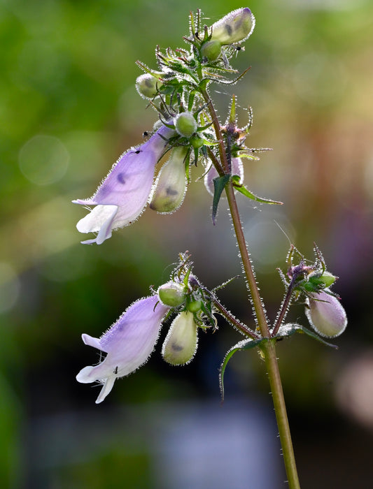 Hairy Penstemon (Penstemon hirsutus) 2x2x3" Pot