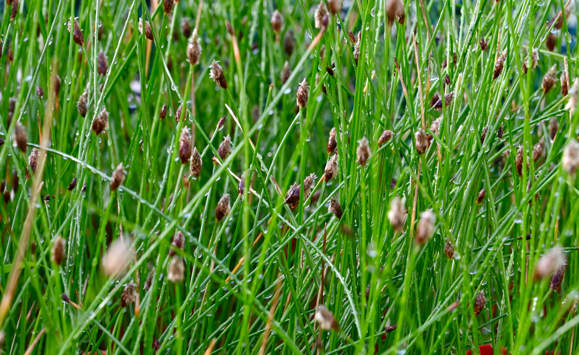 Creeping Spike-rush (Eleocharis erythropoda) 2x2x3" Pot