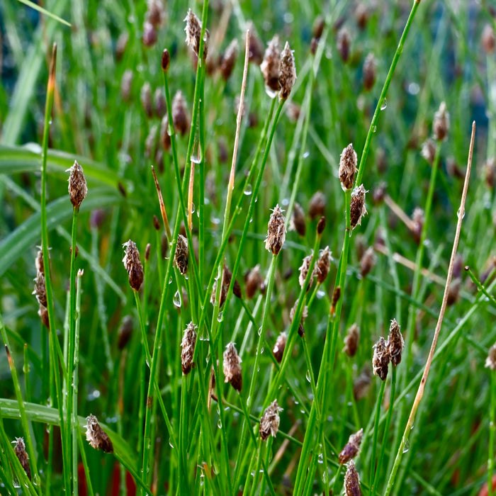 Creeping Spike-rush (Eleocharis erythropoda) 2x2x3" Pot