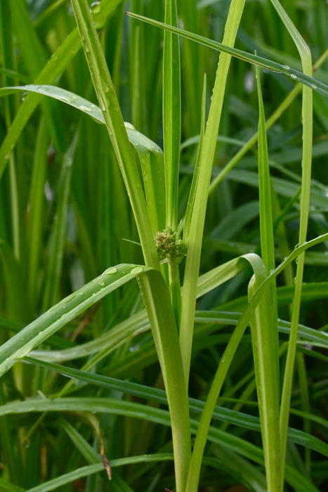 Reddish Bulrush (Scirpus pendulus) 2x2x3" Pot