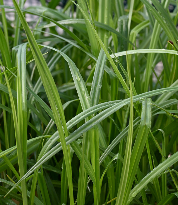 Dark Green Bulrush (Scirpus atrovirens) 2x2x3" Pot