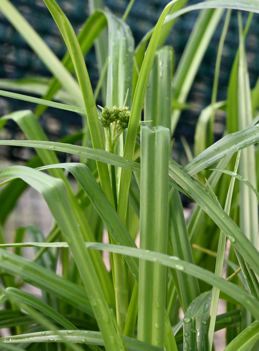 Dark Green Bulrush (Scirpus atrovirens) 2x2x3" Pot