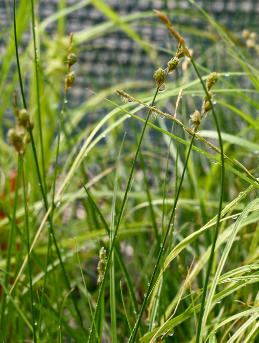 Prairie Oval Sedge (Carex bicknellii) 2x2x3" Pot