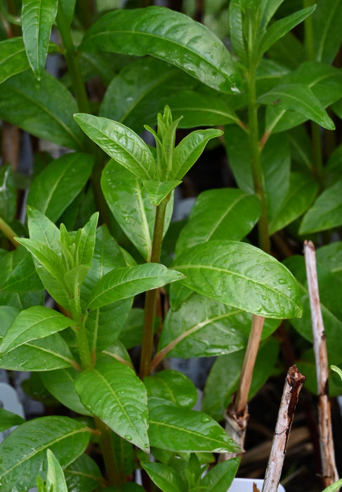 Swamp Loosestrife (Decodon verticillatus) 2x2x3" Pot