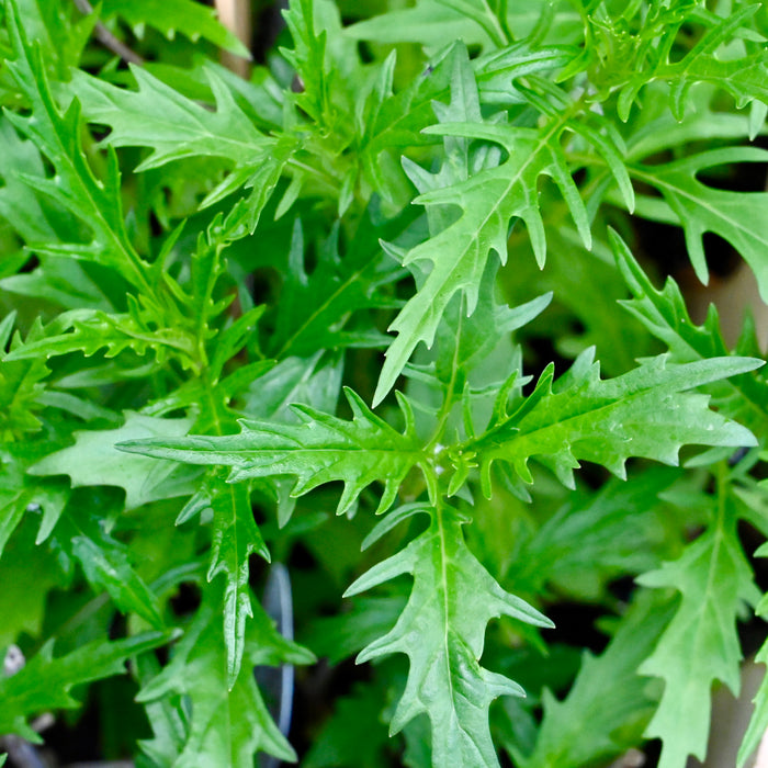 Common Water Horehound (Lycopus americanus) 2x2x3" Pot