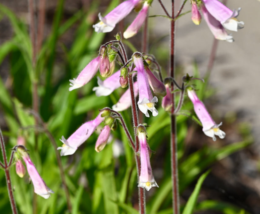 Hairy Penstemon (Penstemon hirsutus) 2x2x3" Pot