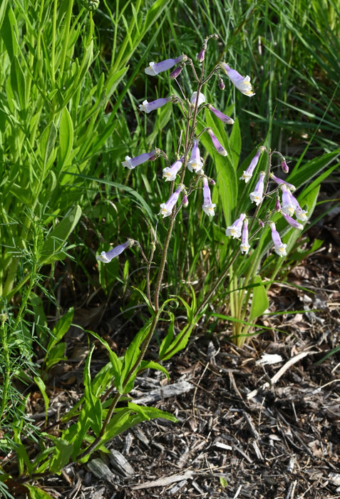 Hairy Penstemon (Penstemon hirsutus) 2x2x3" Pot