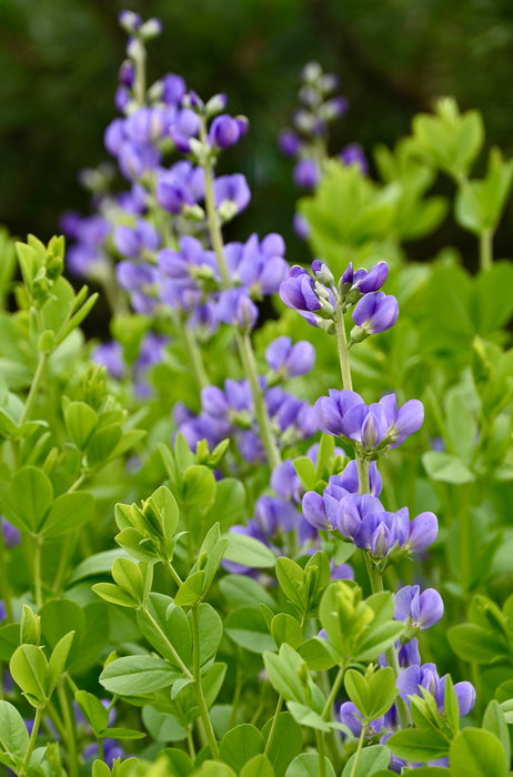 Blue False Indigo (Baptisia australis) 2x2x3" Pot