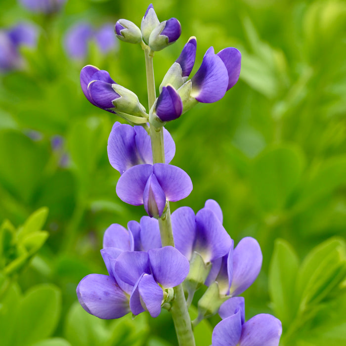 Blue False Indigo (Baptisia australis) 2x2x3" Pot