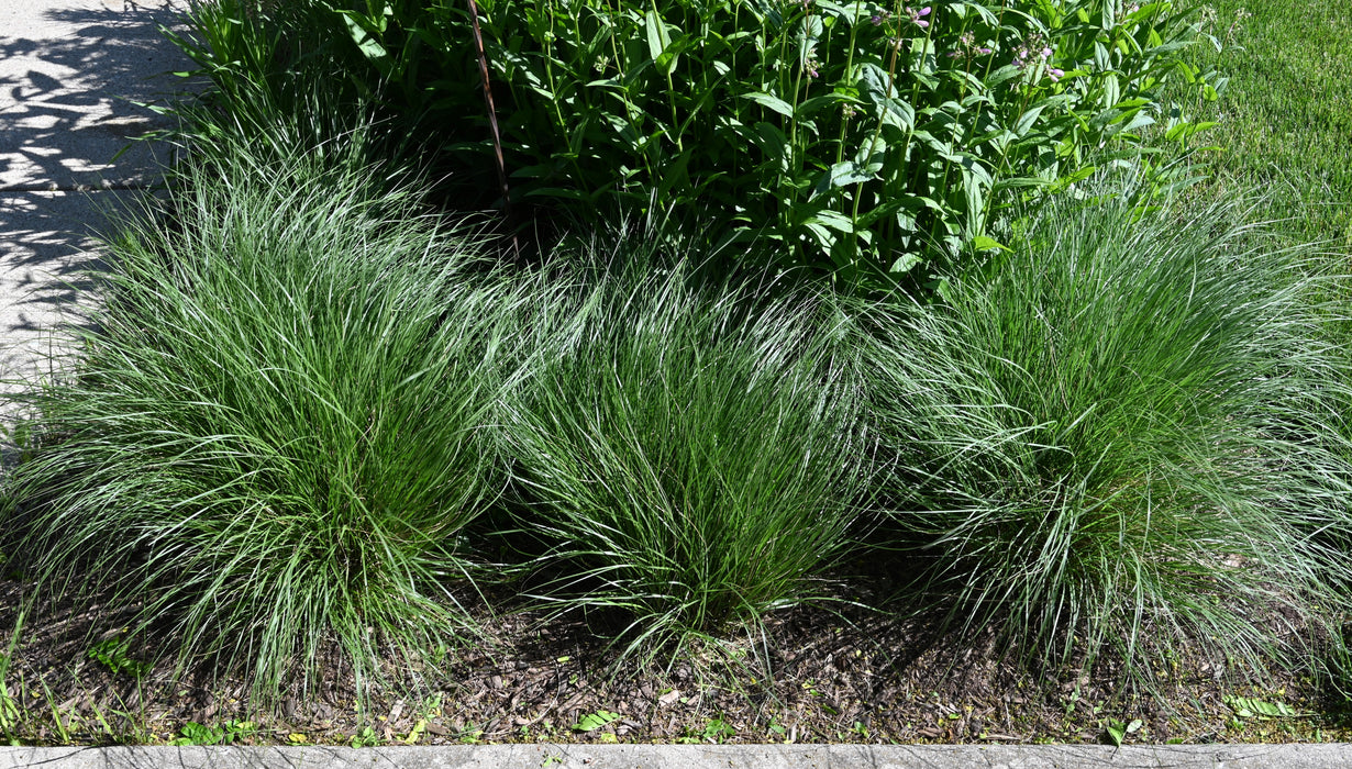 Prairie Dropseed (Sporobolus heterolepis) 2x2x3" Pot