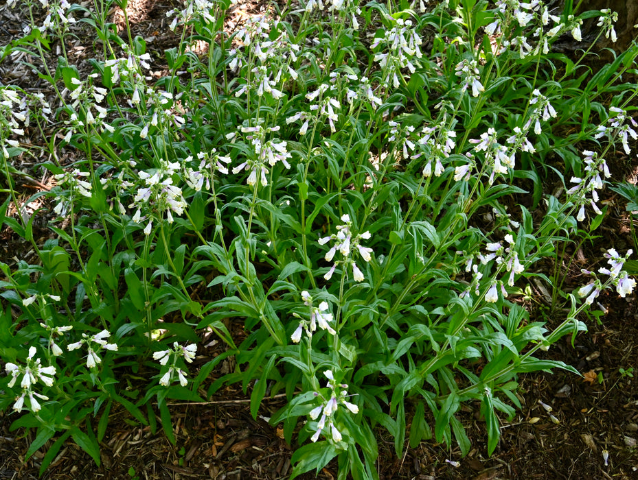 Hairy Penstemon (Penstemon hirsutus) 2x2x3" Pot