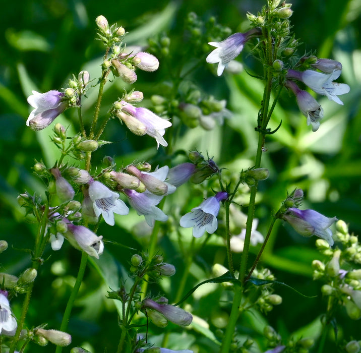 Foxglove Penstemon (Penstemon digitalis) 2x2x3" Pot