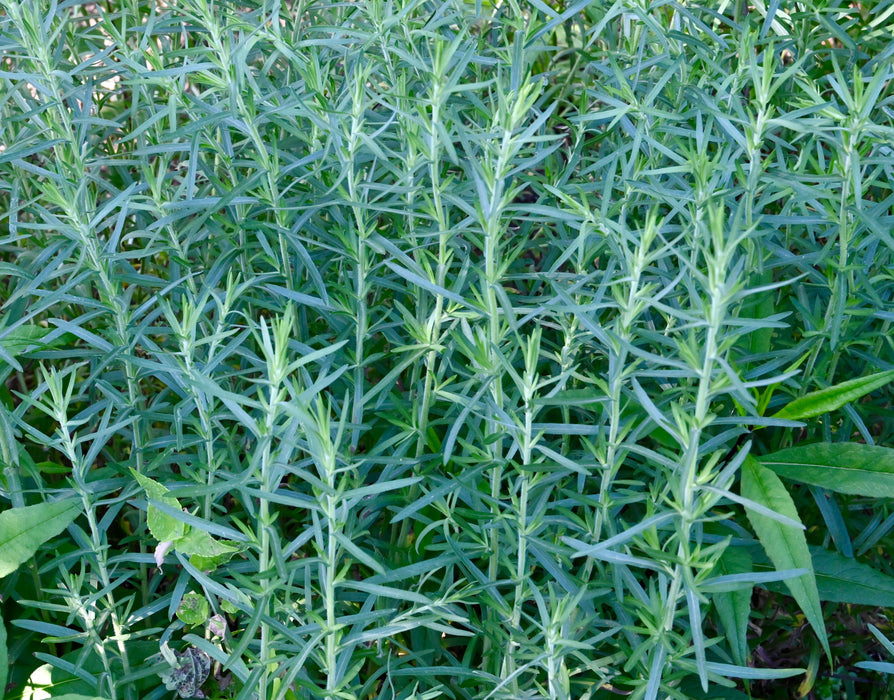 Heath Aster (Symphyotrichum ericoides) 2x2x3" Pot