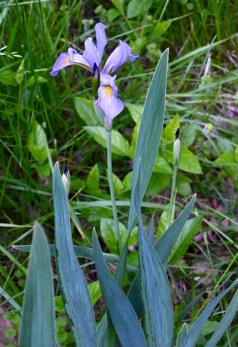 Southern Blue Flag Iris (Iris virginica shrevei) 2x2x3" Pot