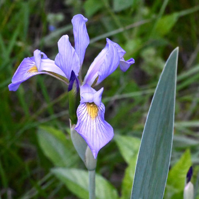 Southern Blue Flag Iris (Iris virginica shrevei) 2x2x3" Pot