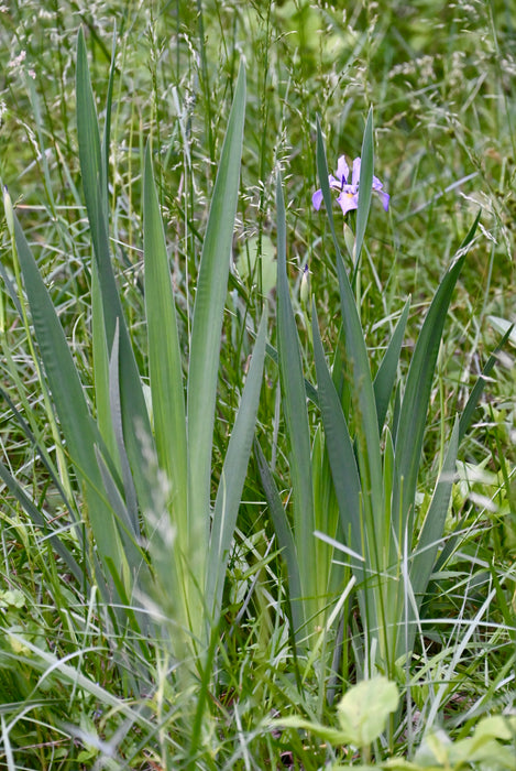 Southern Blue Flag Iris (Iris virginica shrevei) 2x2x3" Pot