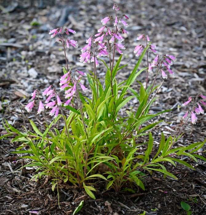 Hairy Penstemon (Penstemon hirsutus) 2x2x3" Pot