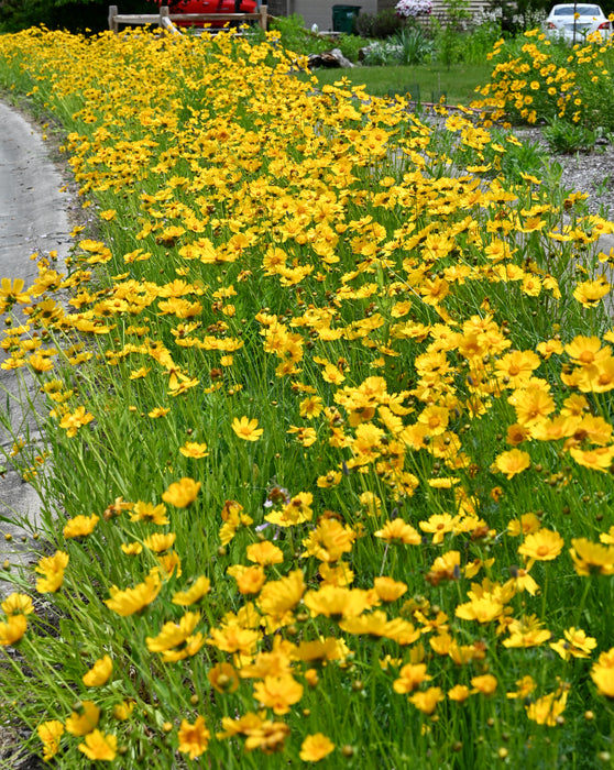 Lance-leaf Coreopsis (Coreopsis lanceolata) 2x2x3" Pot