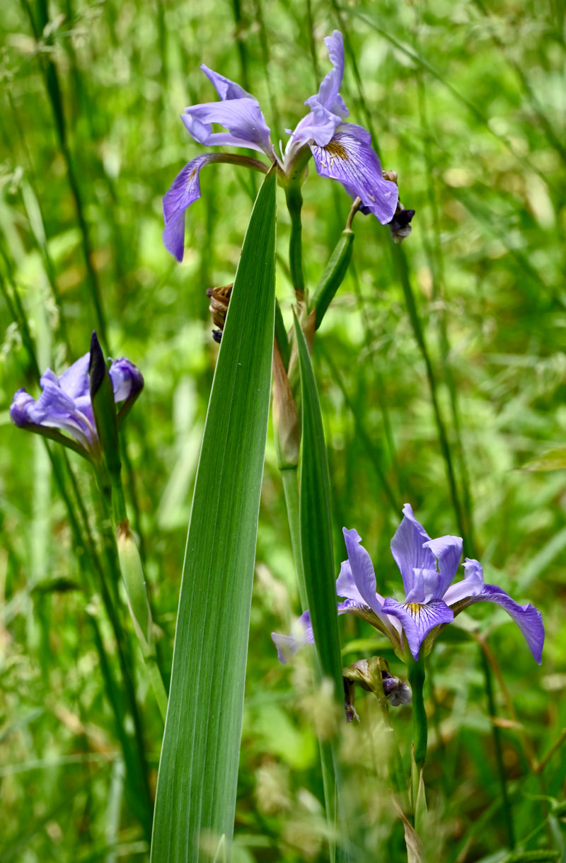 Southern Blue Flag Iris (Iris virginica shrevei)