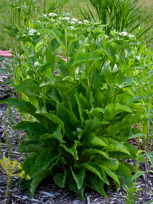 Wild Quinine (Parthenium integrifolium) 2x2x3" Pot