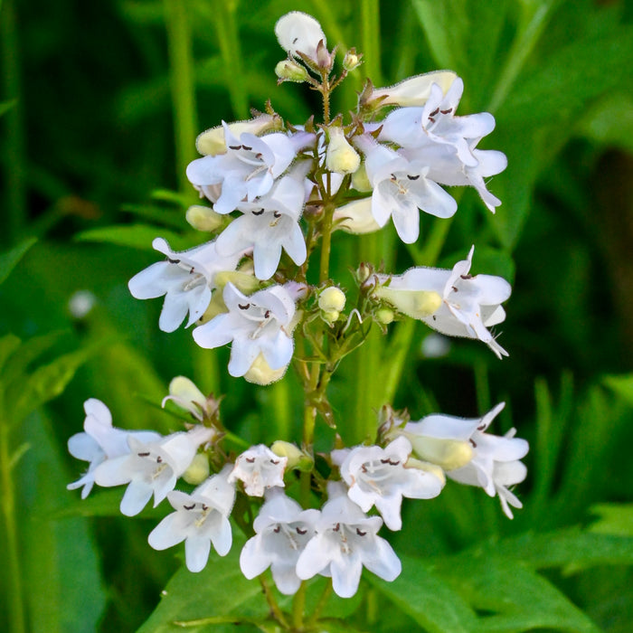 foxglove plant in pot Foxglove Penstemon (Penstemon digitalis) 2x2x3" Pot — Native Plants Unlimited LLC
