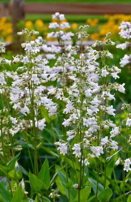 Foxglove Penstemon (Penstemon digitalis) 2x2x3" Pot