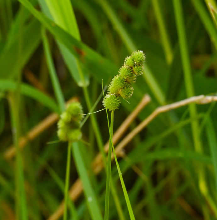 Crested Sedge (Carex cristatella) 2x2x3" Pot