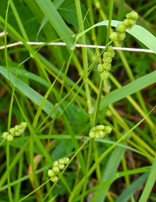 Crested Sedge (Carex cristatella) 2x2x3" Pot